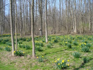 Daffodil Meadow